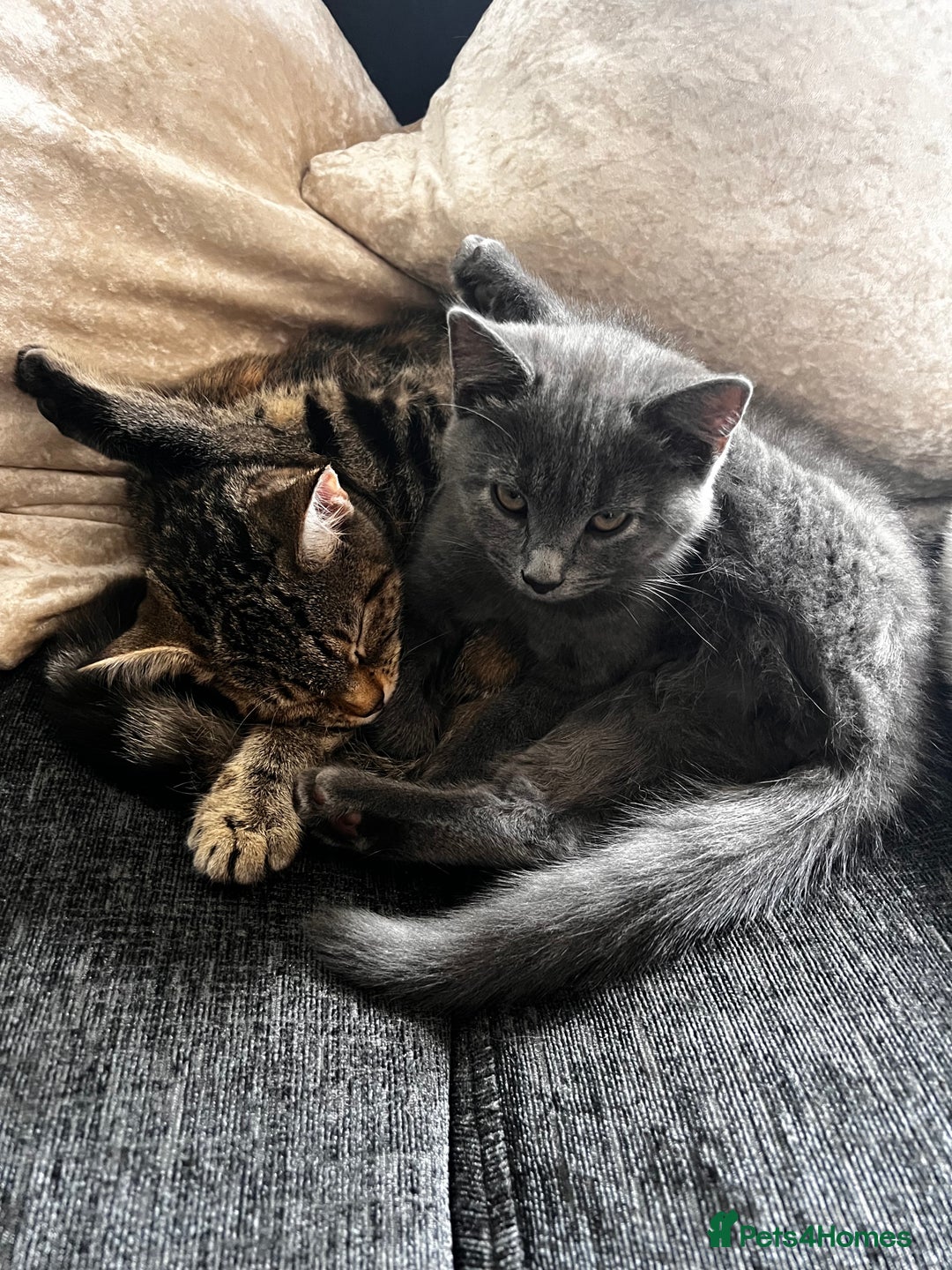 Mixed Breed cats for sale: Adorable Kittens ready for their new forever home  - Image 8