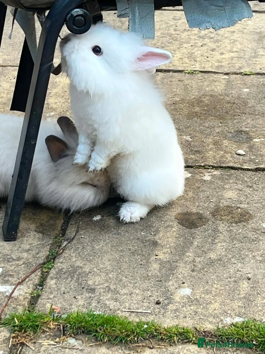 Lionhead rabbits for sale: Lionhead/lop baby rabbits - Advert 5