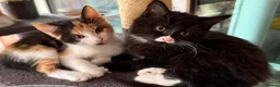 British Longhair cats for sale: Kittens  - Advert 4