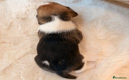 Beagle dogs for sale: ** STUNNING KC 5 GEN TRI COLOUR BEAGLEPUPS ** - Image 10