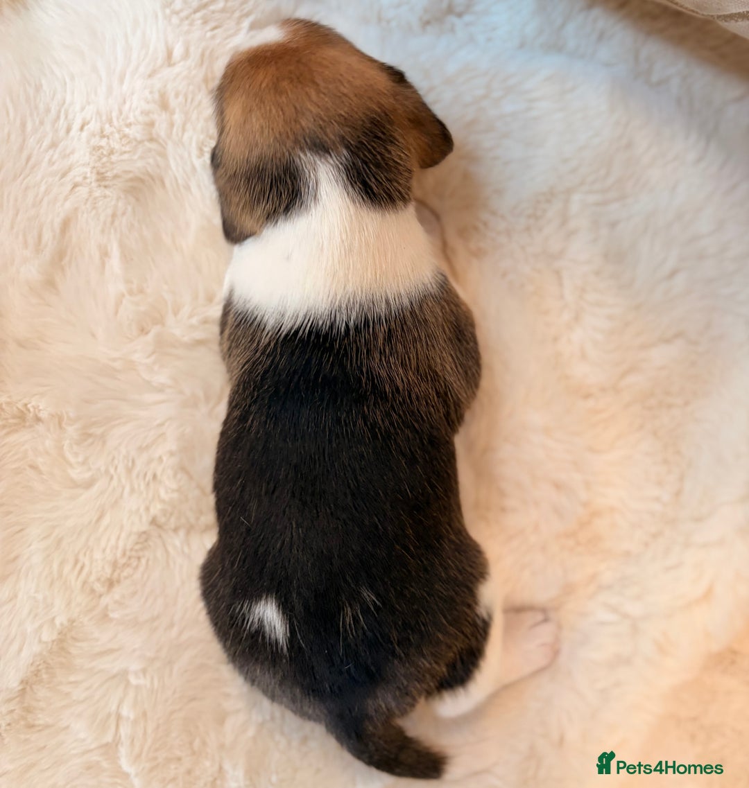 Beagle dogs for sale: ** STUNNING KC 5 GEN TRI COLOUR BEAGLEPUPS ** - Image 10