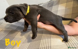 Staffordshire Bull Terrier dogs for sale: Staffordshire bull terrier pups - Image 6