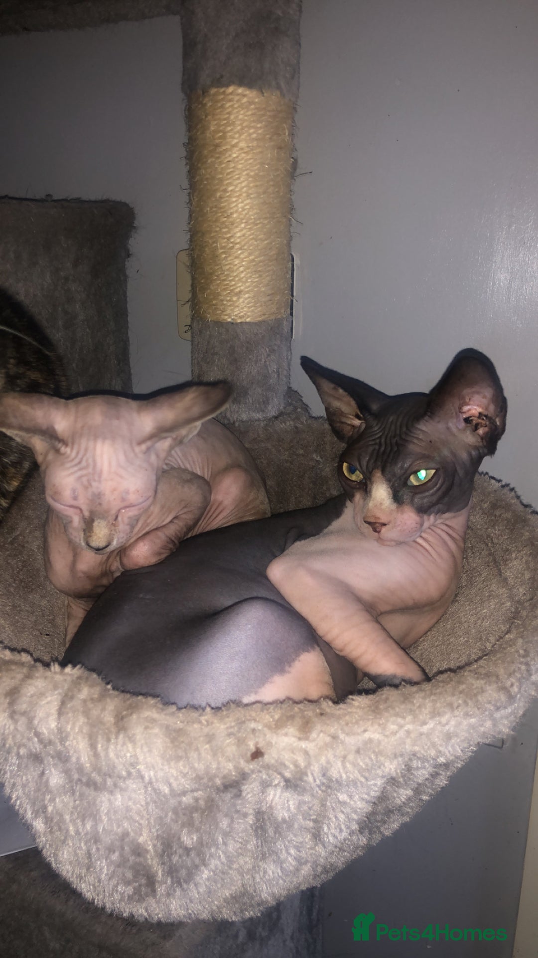 Sphynx cats for sale: 6 month old sphynx girl  - Image 3