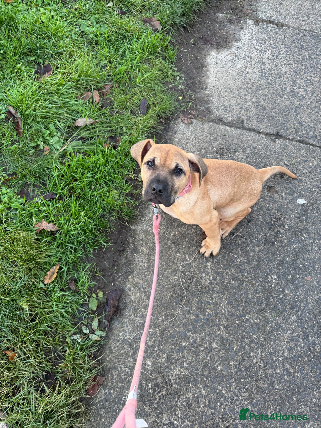 Presa Canario dogs for sale: Presa canorio puppy - Advert 1