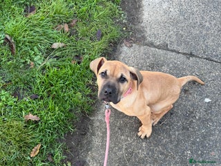 Presa Canario dogs Presa canorio puppy - Advert 1