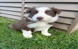 Border Collie dogs for sale: ABSOLUTELY GORGEOUS BORDER COLLIE PUPS - Image 21