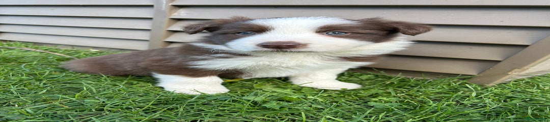 Border Collie Puppy 3