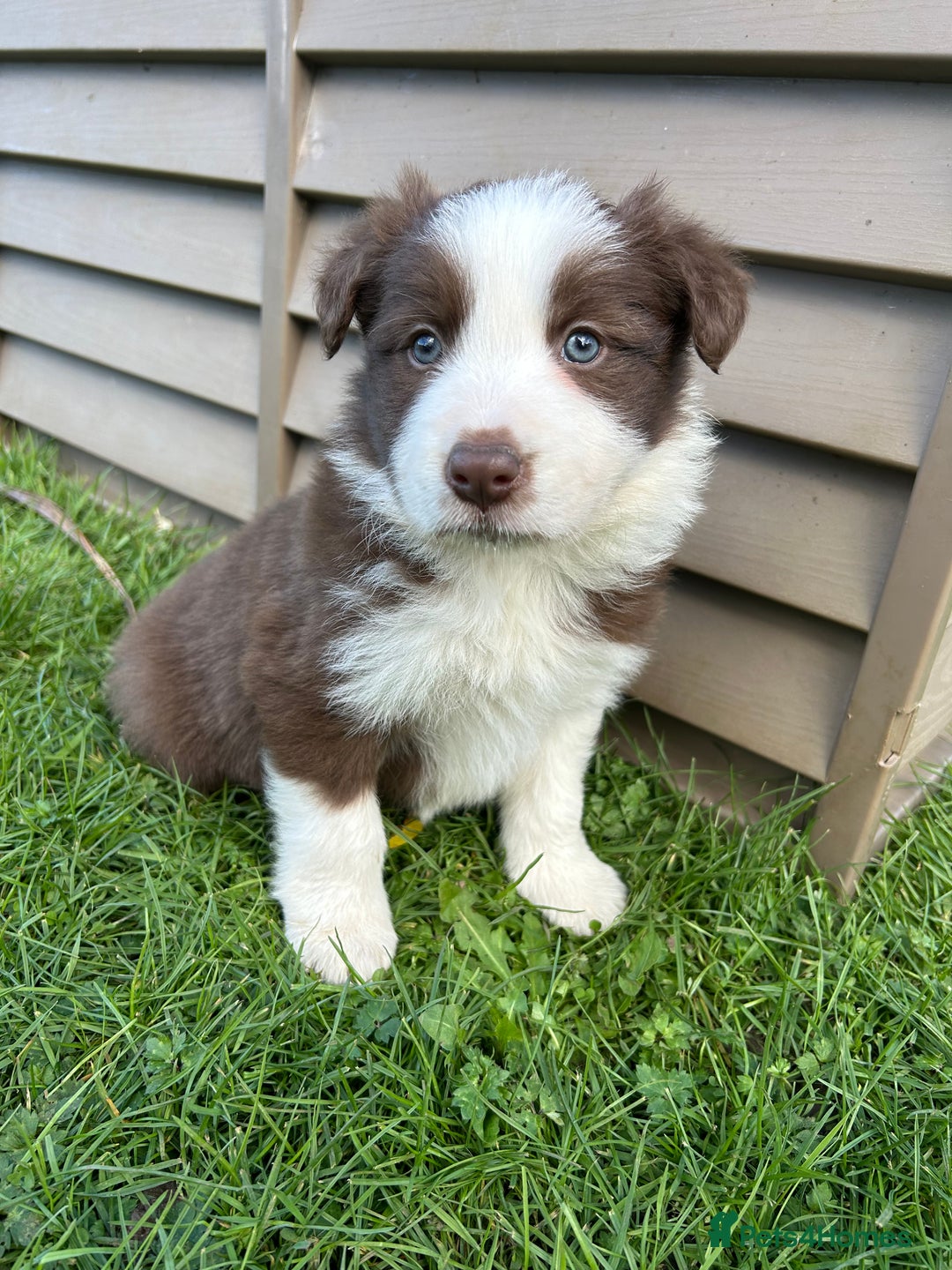 Border Collie dogs for sale: ABSOLUTELY GORGEOUS BORDER COLLIE PUPS - Image 21