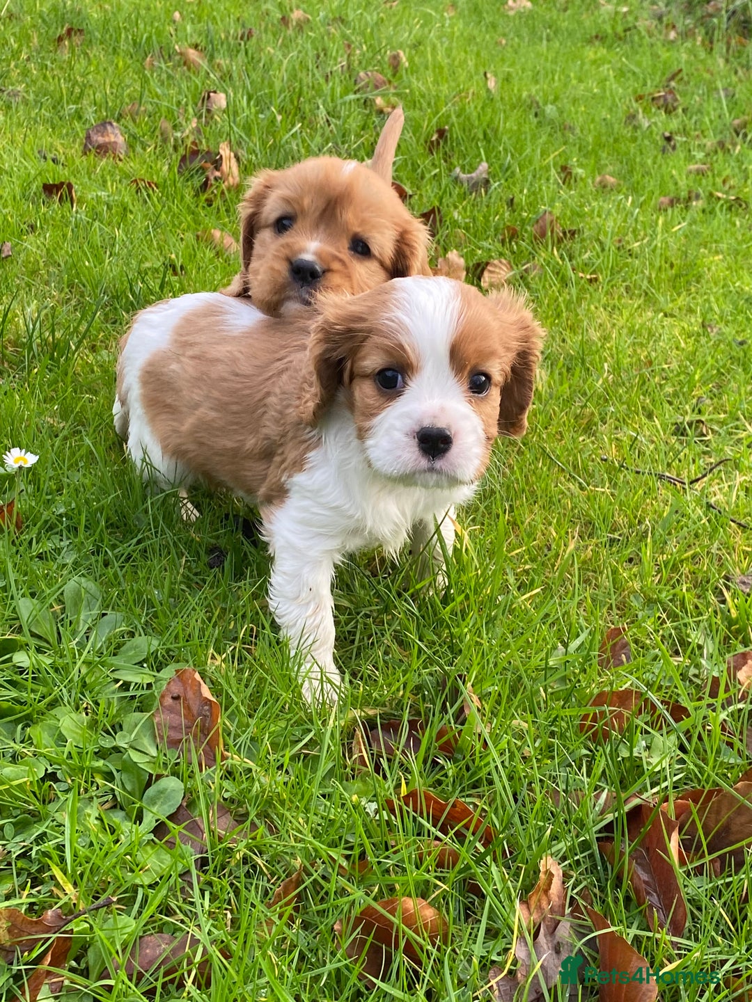 Cavalier King Charles Spaniel dogs for sale: 🐶🐶 Beautiful Cavalier King Charles Spaniel pupps - Advert 4