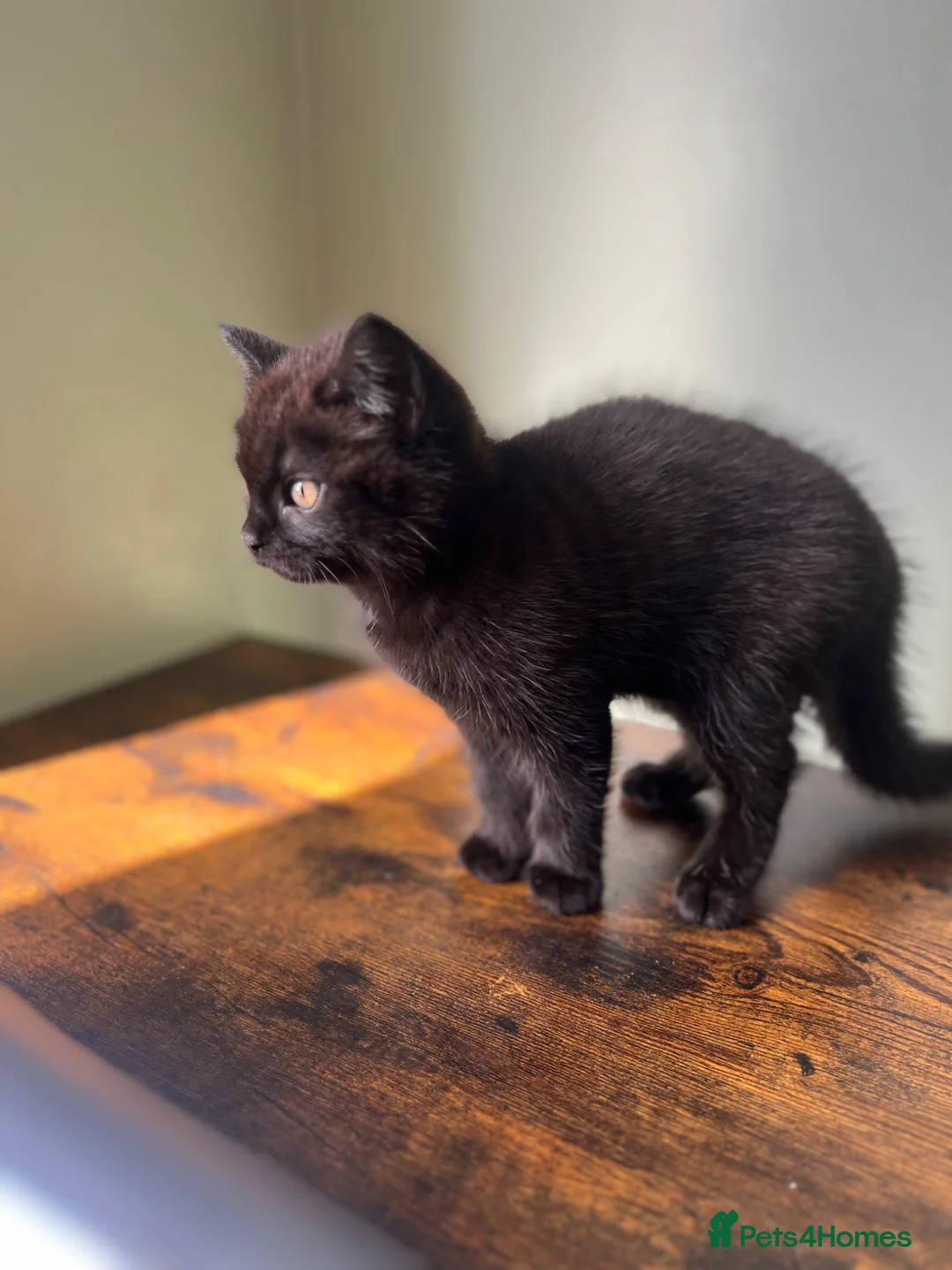 Mixed Breed cats for sale: Beautiful black half British shorthair  - Advert 8