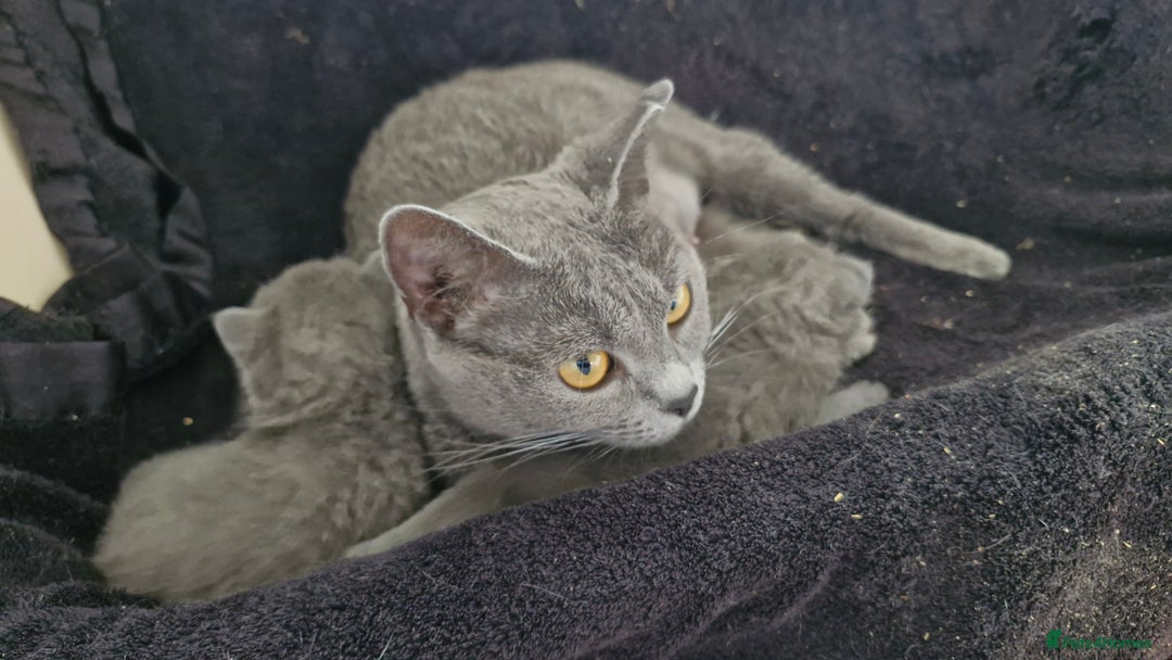 Chartreux cats for sale: 2 female Chartreux kittens  - Image 7