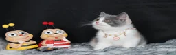 British Shorthair cats for sale: Tica registered British Shorthaired kittens - Advert 2