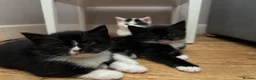 Mixed Breed cats for sale: Kittens  - Advert 4