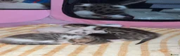 Bengal cats for sale: Mixed bengal x rare all white blue eyed .   in Bushey - Advert 16