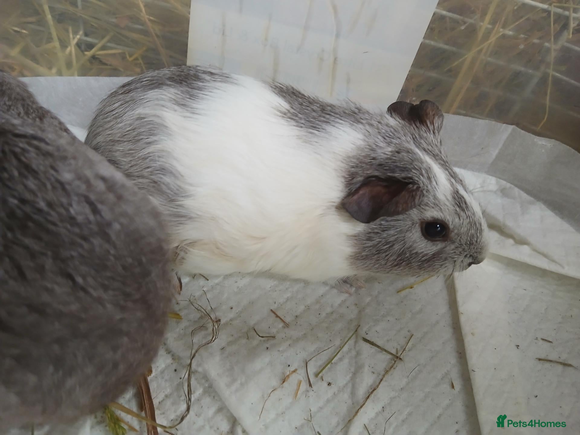 Guinea Pig rodents Guinea Pigs for rehoming  - Advert 2