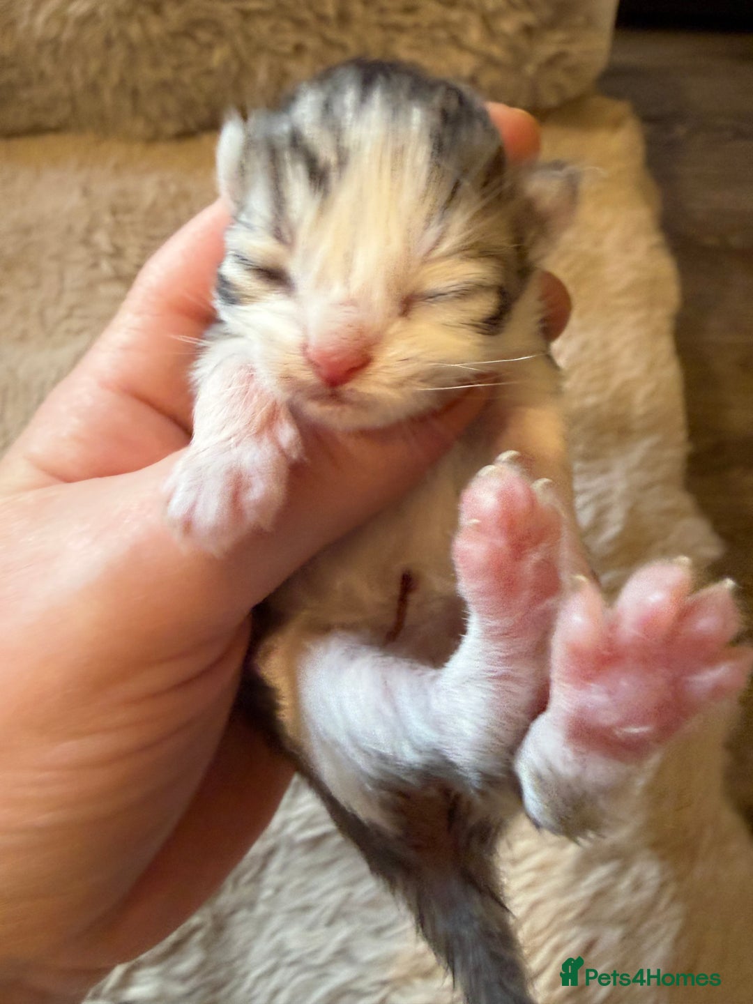 Exotic cats for sale: Beautiful exotic Persian babies - Advert 11