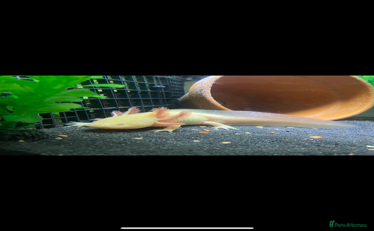 Axolotl reptiles - Advert 5