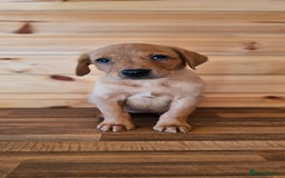 Labrador Retriever dogs for sale: ONLY 1 BEAUTIFUL KC FOX RED GIRL LAB AVAILABLE - Image 4