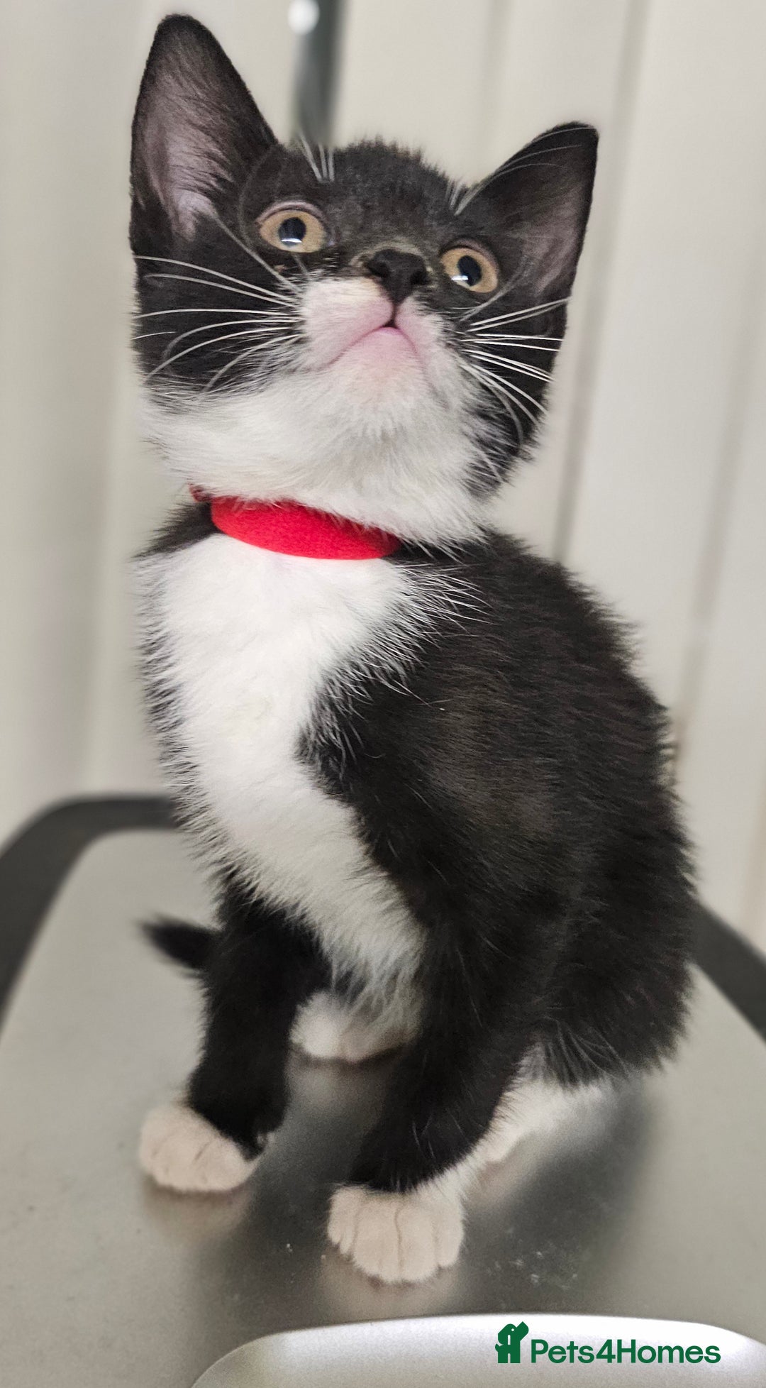 Mixed Breed cats for sale: 6 adorable kittens available  - Advert 1