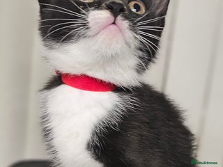 Mixed Breed cats for sale: 6 adorable kittens available - Advert 1