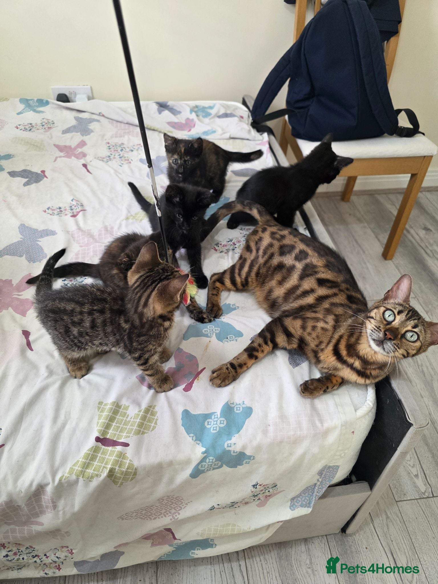 Bengal cats Stunning Bengal Cross Kittens - Advert 1