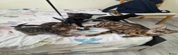 Bengal cats for sale: Stunning Bengal Cross Kittens - Advert 1