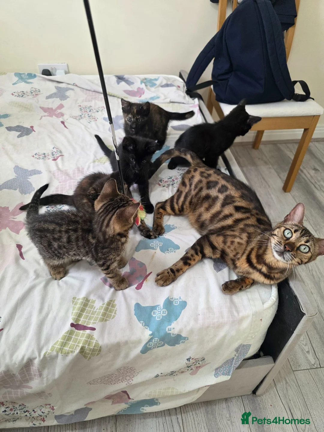 Bengal cats for sale: Stunning Bengal Cross Kittens - Advert 1