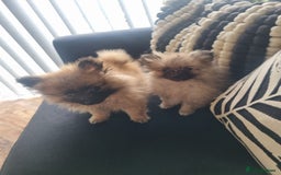 Pomeranian dogs for sale: ** Pomeraniums  - Image 34