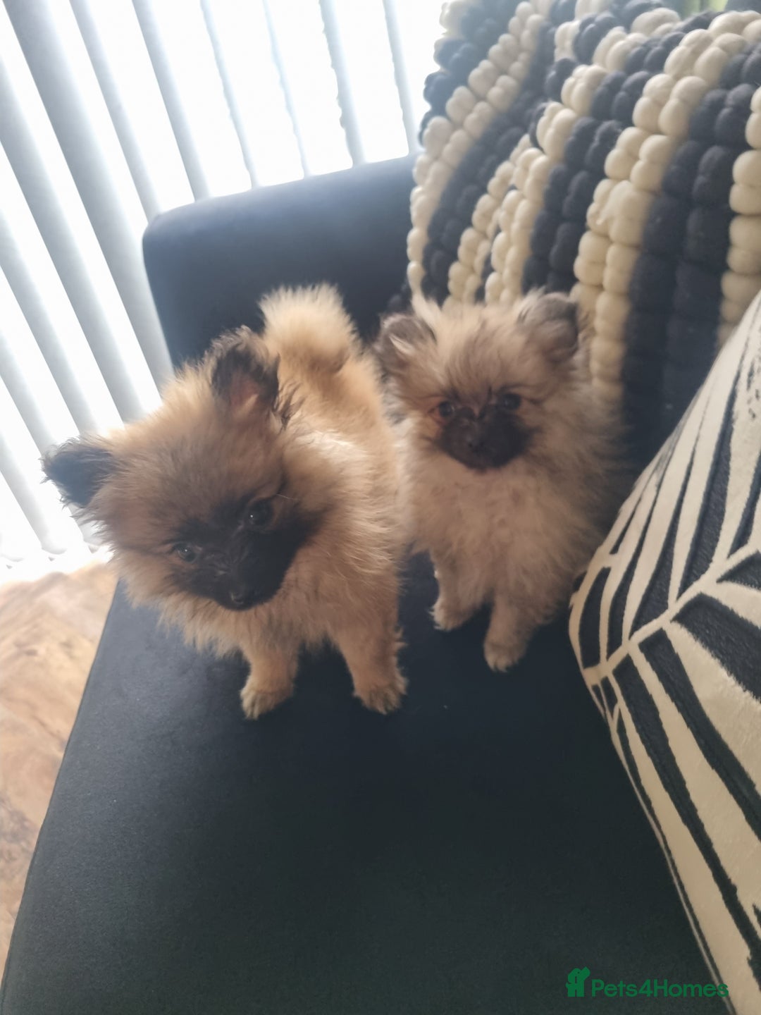 Pomeranian dogs for sale: ** Pomeraniums  - Image 34