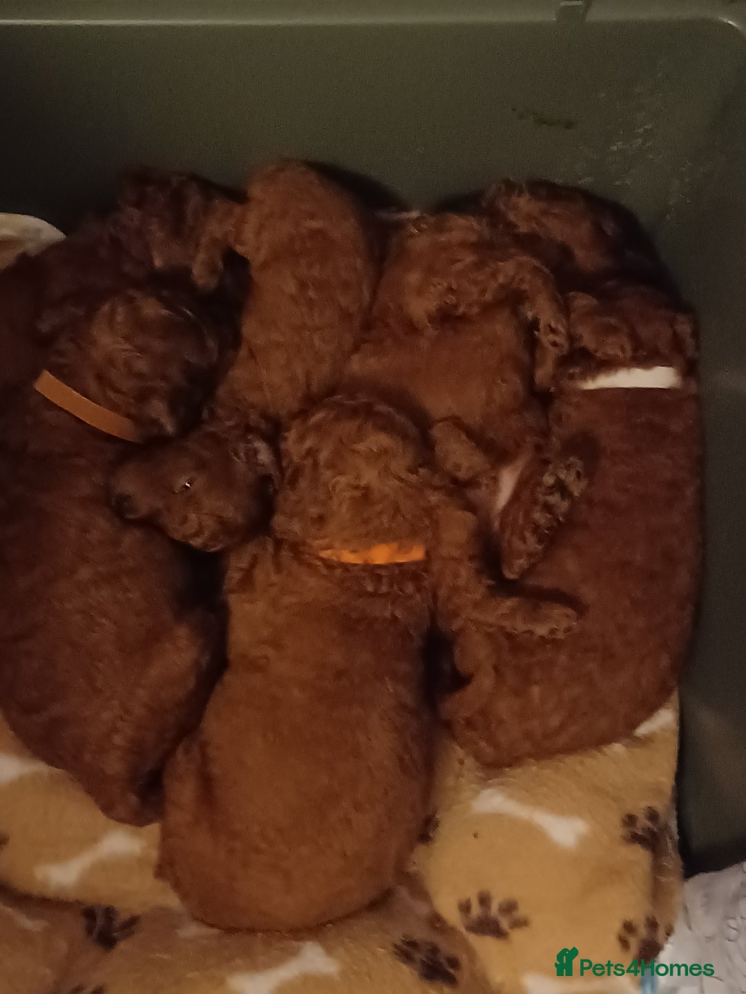 Miniature Poodle dogs for sale: 🐩 Pedigree KC Red Miniature Poodles DNA tested 🐩 - Advert 4