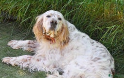 English Setter dogs for adoption: Curro in Preston - Image 6