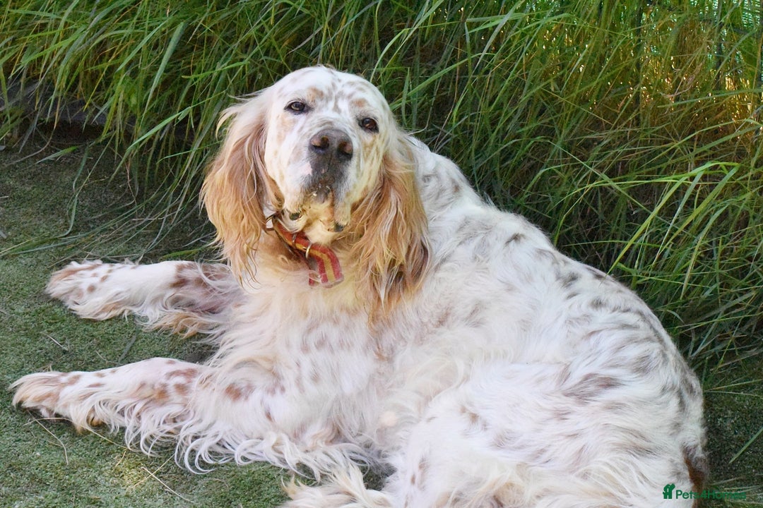 English Setter dogs for adoption: Curro in Preston - Image 6