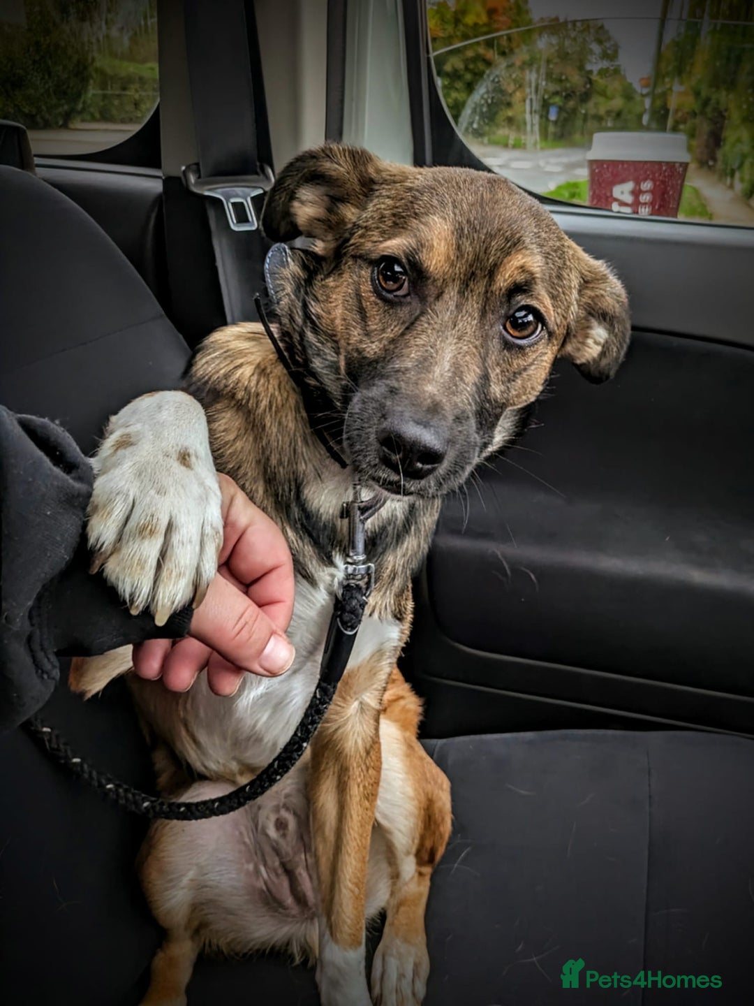 Mixed Breed dogs for adoption: Polo  - Image 5