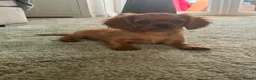 Cavalier King Charles Spaniel dogs for sale: Ruby Cavalier King Charles Spaniel Puppy’s  - Advert 7