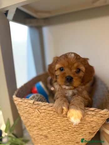 Cavapoo dogs - Advert 2