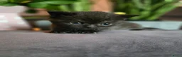 British Shorthair cats for sale: Beautiful kittens looking forever home 🏡 😍  - Advert 27