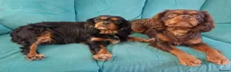 Cavalier King Charles Spaniel dogs for sale: Choc & Tan carriers - CKC Spaniel Puppies - Advert 5