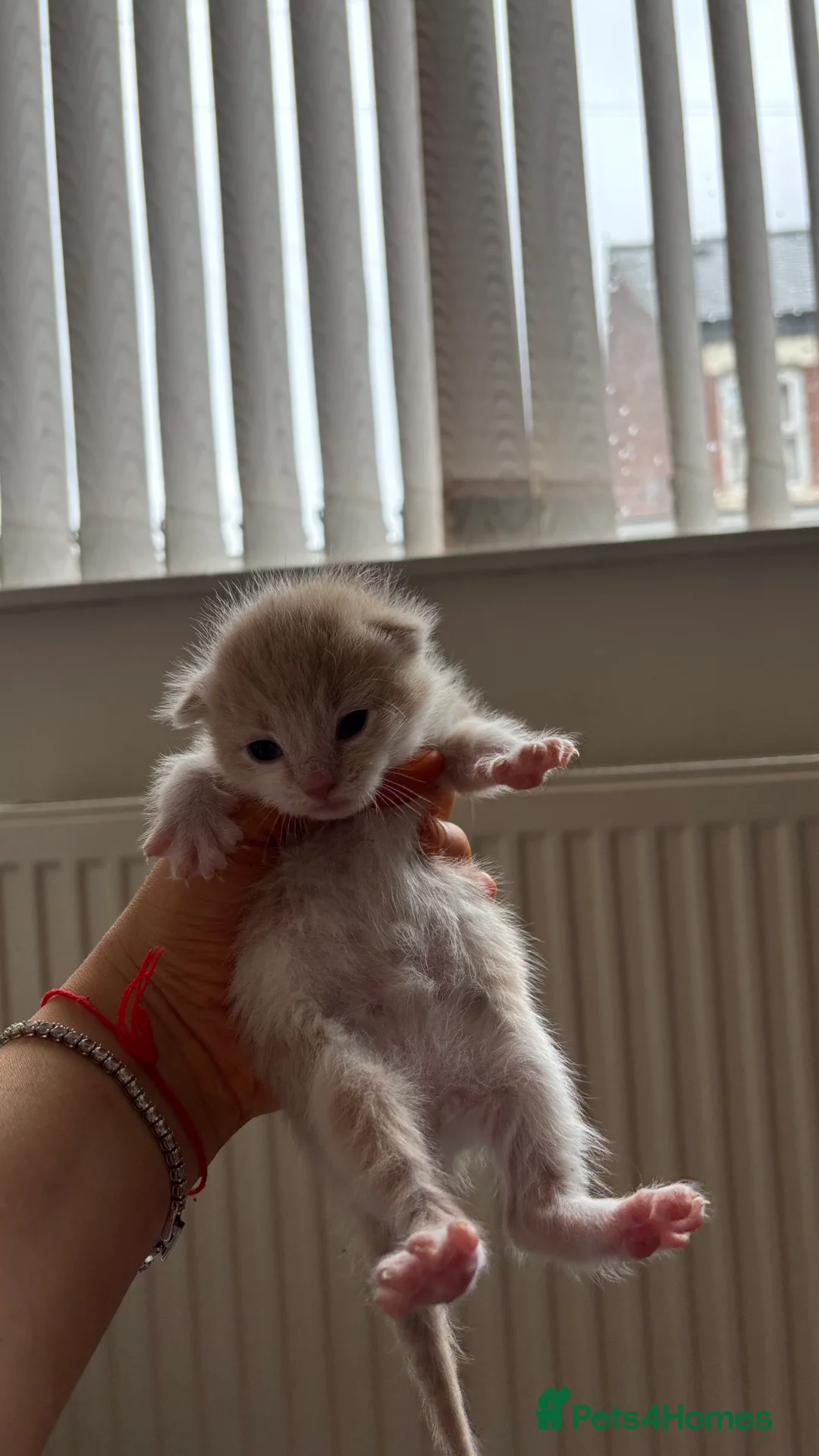 Mixed Breed cats for sale: 6 Adorable Male Kittens – 2 Ginger & 4 Beige in Doncaster - Advert 2