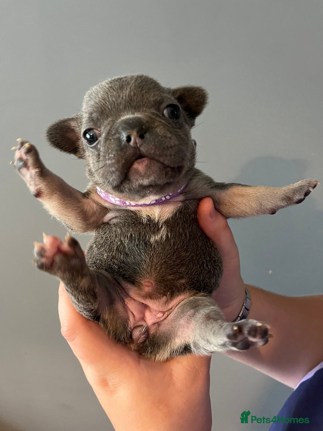 French Bulldog dogs for sale: Blue /tan Frenchbull dog - Image 4