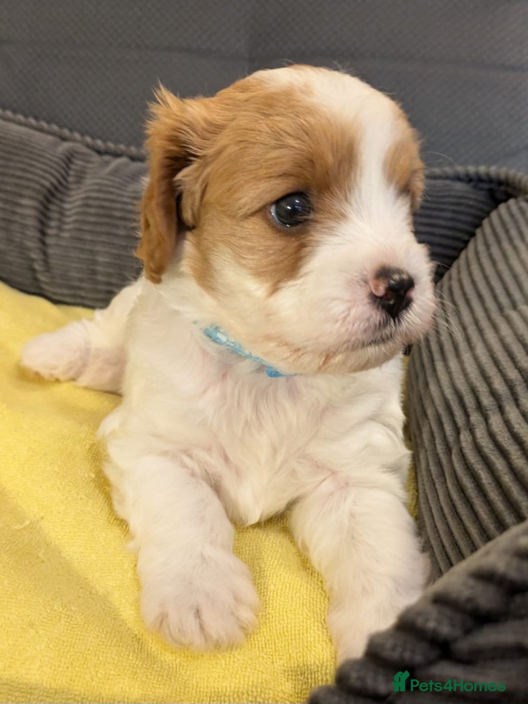 Cavapoo dogs for sale: F2 Cavapoo, Dog breeding license - Advert 18