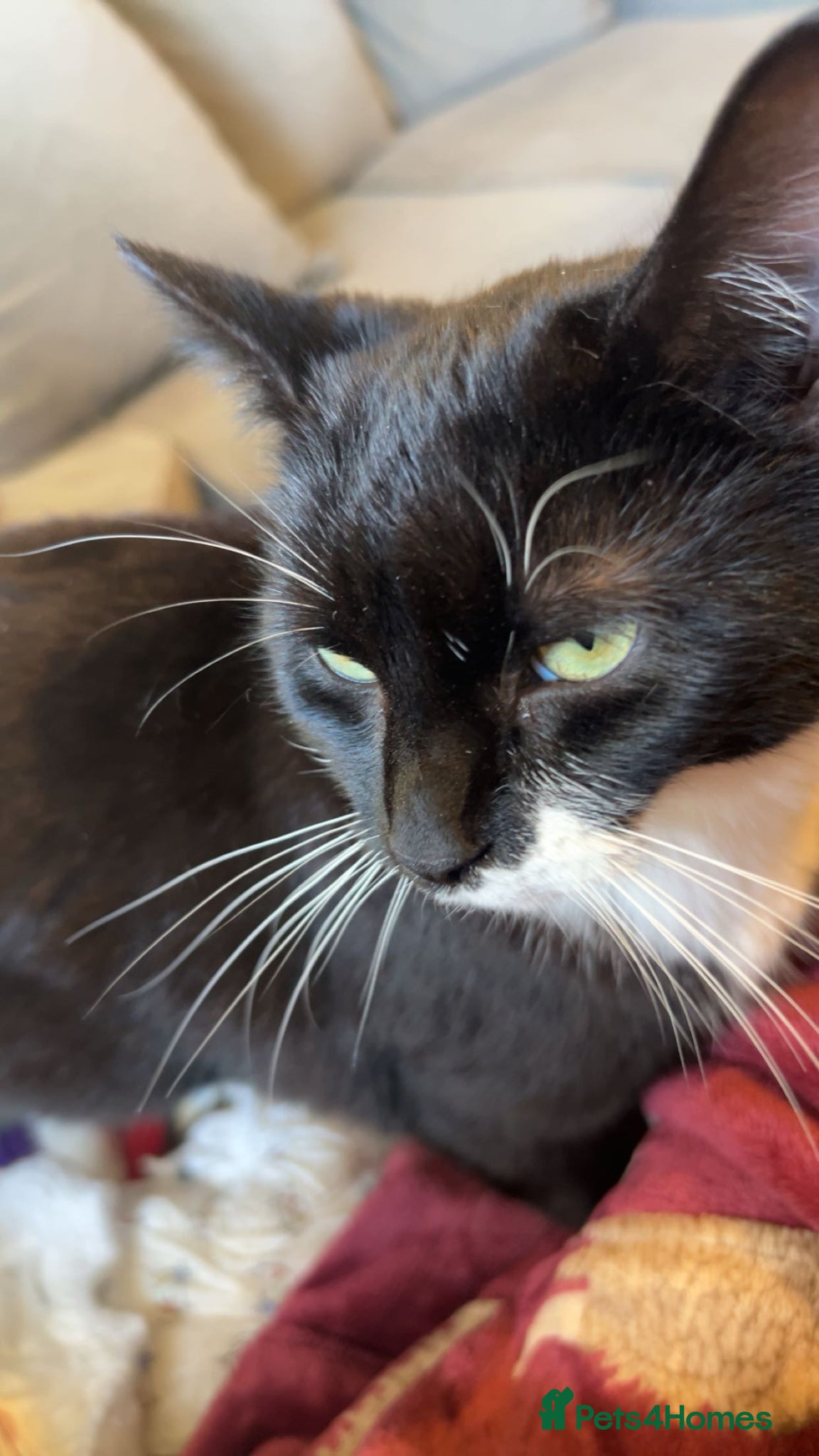 Mixed Breed cats Kittens for sale - Advert 1