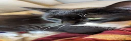 Mixed Breed cats for sale: Kittens for sale - Advert 1
