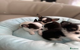 Chihuahua dogs for sale: Chihuahua  - Image 23