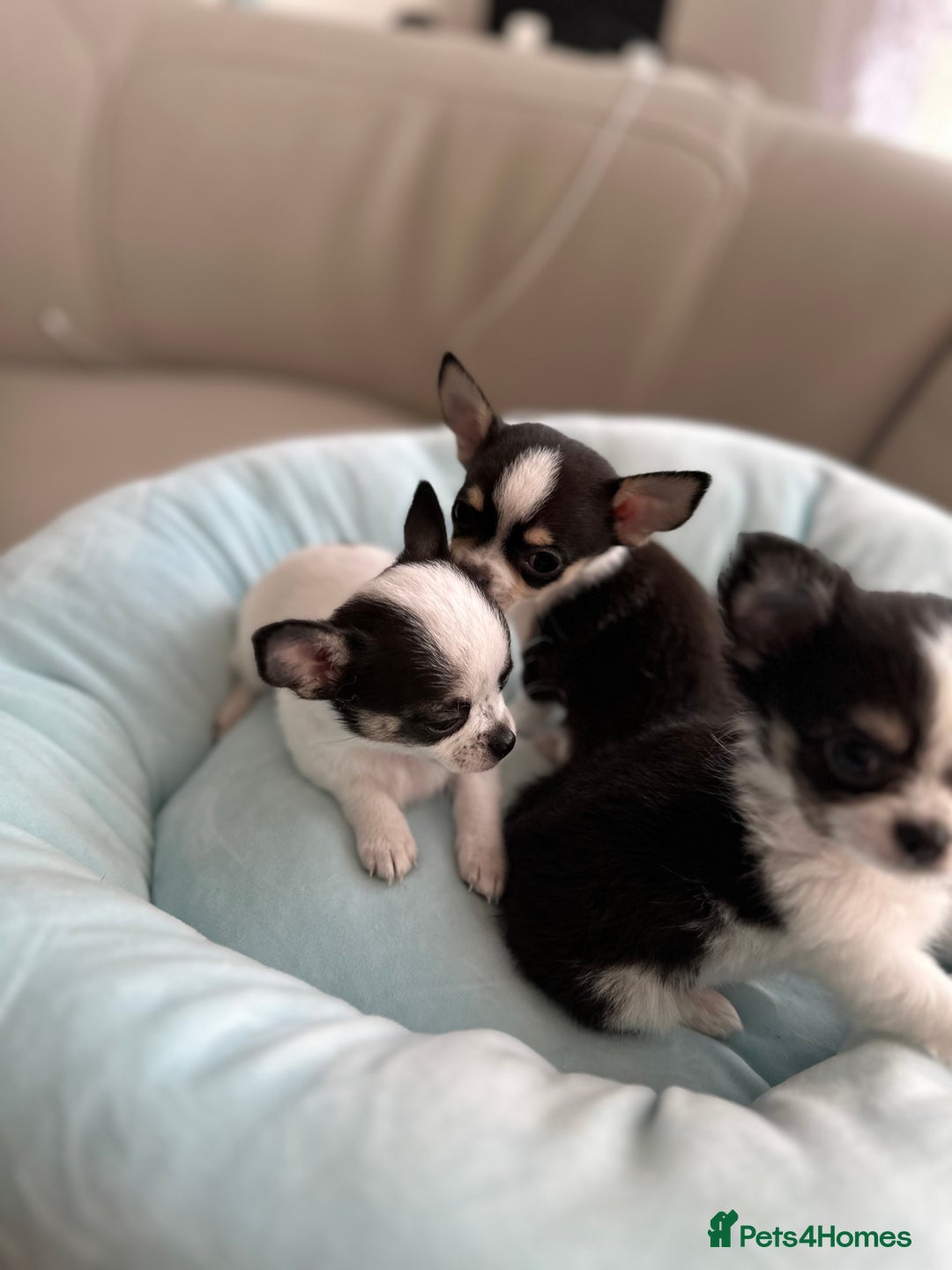 Chihuahua dogs for sale: Chihuahua  - Image 23