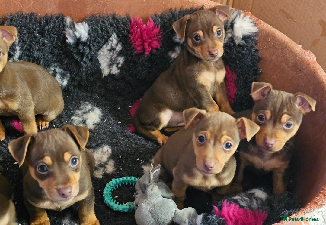 Jack Russell dogs for sale: Gorgeous Chocolate and Tan Jack Russell Puppies - Advert 10