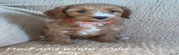 Cockapoo dogs for sale: F1BB Cockapoos  in Leicester - Advert 5