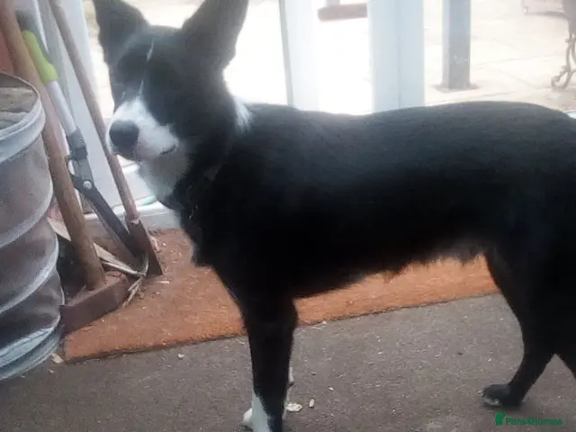 Border Collie dogs for stud: Merlin - Advert 3