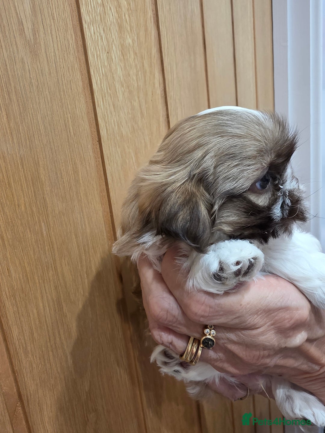 Shih Tzu dogs for sale: 3 stunning imperial karashishi shihtzu  - Advert 11