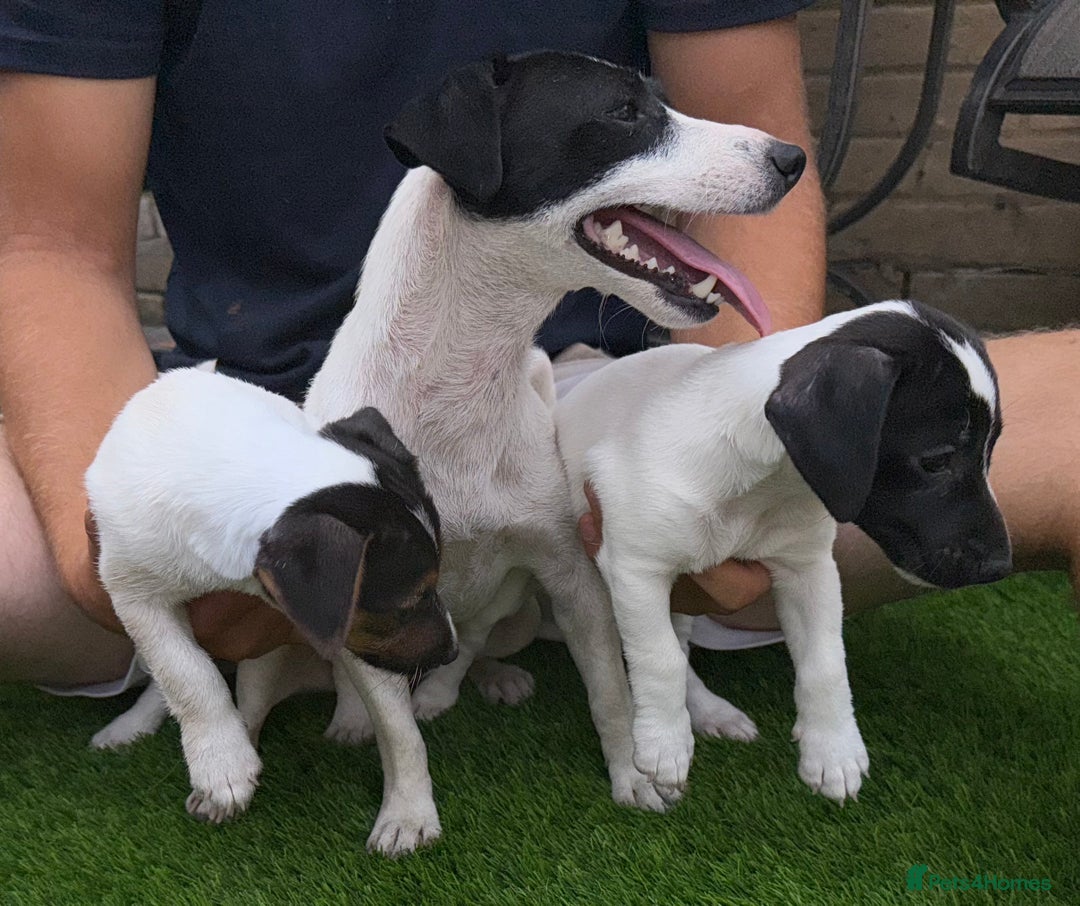 Jack Russell dogs for sale: 2 Jack Russell Girls Left  - Image 5
