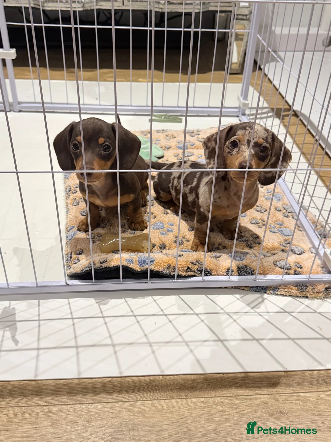 Miniature Dachshund dogs for sale: 2 Beautiful miniature dachshund  - Advert 8